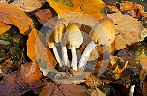 Common Ink Cap Fungus Coprinus micaceus