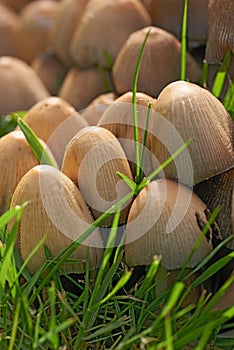 Common Ink Caps or mushrooms growing on green grass outdoors on the lawn or local park. A cluster of a species of fungus