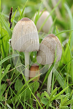 Common Inkcap Fungi