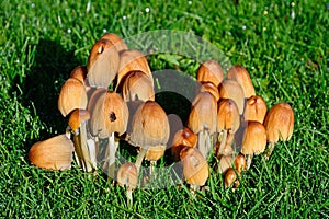 Common Inkcap Mushrooms.