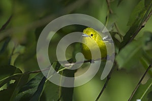 Common iora bird in Nepal