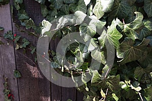 Common Ivy climbing evergreen plant, latin name Hedera Helix, covering wooden shed.