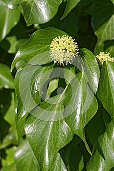 Common Ivy Flower