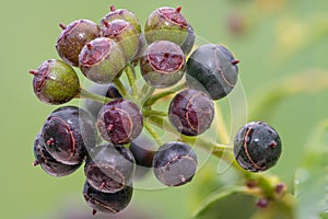 Common ivy hedera helix berries