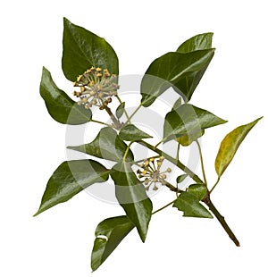 Common Ivy, Hedera helix