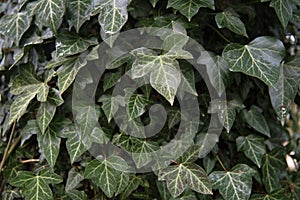 Common ivy Hedera helix an evergreen climbing plant for garden