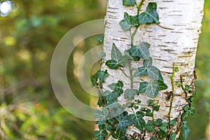 Common ivy, Hedera helix, silver birch, Betula pendula, growing