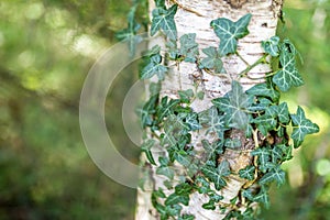 Common ivy, Hedera helix, silver birch, Betula pendula, growing