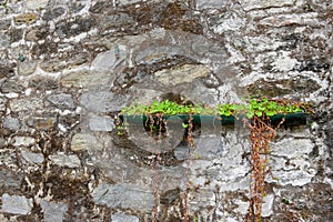 Common Ivy, nicely decorated on stoney wall