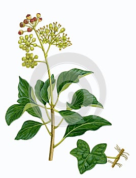Common Ivy sprig (Hedera helix)
