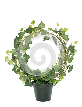 Common ivy in studio