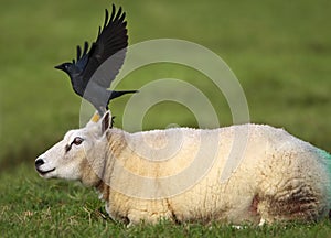 Common Jackdaw, Kauw, Corvus monedula