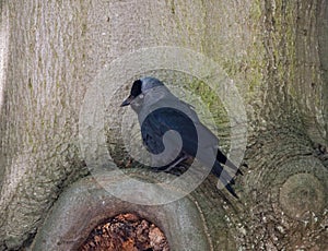 Common Jackdaw, Kauw, Corvus monedula spermologus