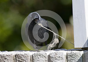 Common Jackdaw, Kauw, Corvus monedula spermologus photo