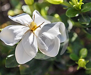 Common Jasmine flowers in blooming beauty
