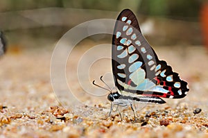 Common jay butterfly
