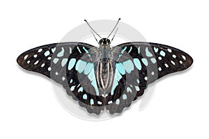 Common Jay butterfly