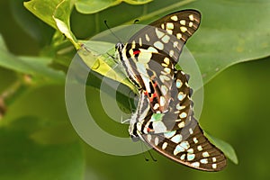 Common Jay butterfly Graphium doson photo