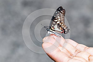 Common jay butterfly Graphium doson resting on human finger