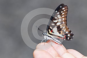 Common jay butterfly Graphium doson resting on human finger
