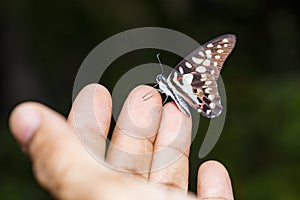 Common jay butterfly Graphium doson resting on human finger