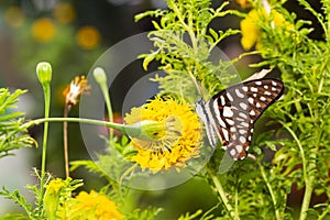 Common jay butterfly Graphium doson resting on yellow flower