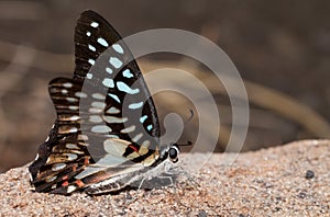 Common jay butterfly