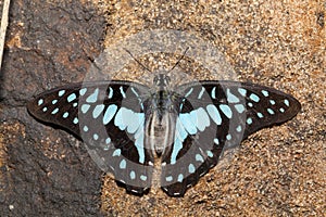Common jay butterfly