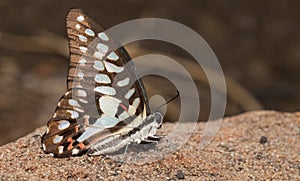 Common jay butterfly