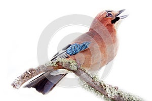 Common jay (Garrulus glandarius) - bird on white background