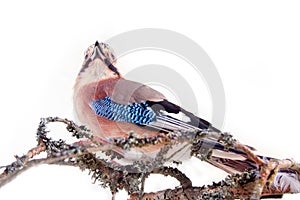 Common jay (Garrulus glandarius) - bird on white background