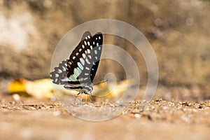 Common Jay (Graphium doson) Butterfly