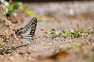 Common Jay (Graphium doson) Butterfly