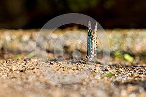 Common Jay (Graphium doson) Butterfly