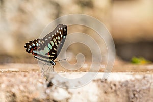 Common Jay (Graphium doson) Butterfly