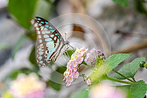 Common Jay Graphium doson
