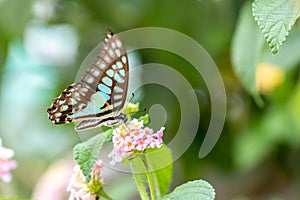 Common Jay Graphium doson