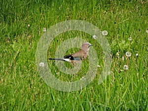 Common jay or jay.  In Slovakia, it nests almost all over the country, in winter it partly migrates westwards.