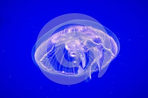 Common Jellyfish Aurelia aurita This widespread jellyfish species is found in the Atlantic, Indian and Pacific oceans