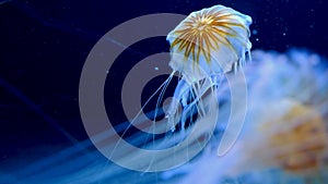 Common jellyfish medusa native to most of ocean environments - in a marine aquarium