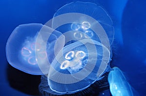 Common Jellyfish or Moon Jellyfish, aurelia aurita, Australia