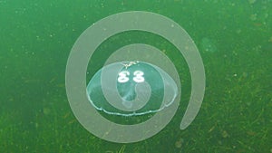 Common jellyfish, moon jellyfish Aurelia aurita swims over algae in the Black Sea