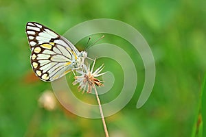 Common jezebel butterfly