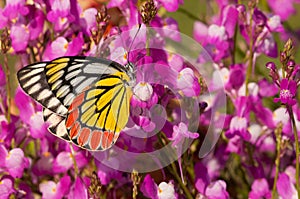 Common Jezebel butterfly