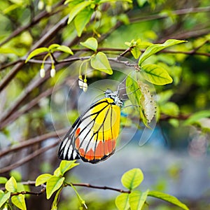 Common jezebel butterfly