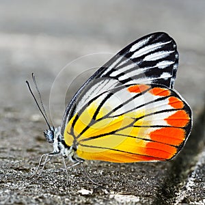 Common jezebel butterfly