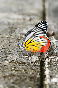 Common jezebel butterfly photo