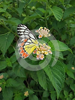 Common Jezebel butterfly sucking honey from flower photo