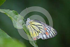 Common jezebel butterfly photo