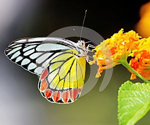 Common Jezebel Butterfly photo